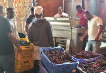 NEIBA: Productores de uva inician vendimia 2026 con el acompañamiento del INUVA