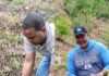 NEIBA: Realizan jornada de reforestación en El Aguacate
